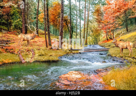 Deer in autumn forest and river Stock Photo: 138713370 - Alamy