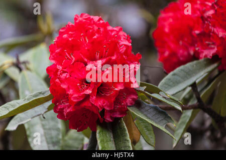 Red rhododendron (etho metho) in Gasa, Bhutan. On walk down to the hot spring. Stock Photo