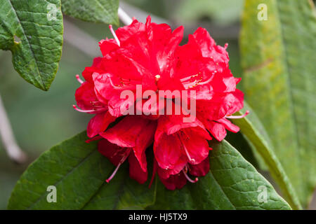 Red rhododendron (etho metho) in Gasa, Bhutan. On the walk down to the hot springs. Stock Photo