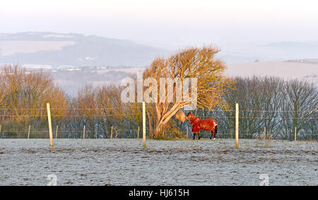 Brighton Sussex, UK. 22nd Jan, 2017. A horse enjoys breakfast near Brighton Racecourse in a frosty fiield as the cold weather continues throughout southern Britain with temperatures forecast to drop to minus 5 centigrade in some areas Credit: Simon Dack/Alamy Live News Stock Photo