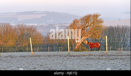 Brighton Sussex, UK. 22nd Jan, 2017. A horse enjoys breakfast near Brighton Racecourse in a frosty fiield as the cold weather continues throughout southern Britain with temperatures forecast to drop to minus 5 centigrade in some areas Credit: Simon Dack/Alamy Live News Stock Photo