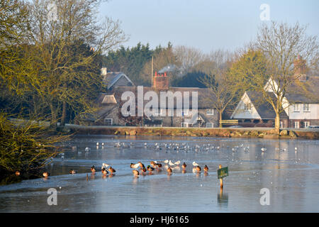 Brighton Sussex, UK. 22nd Jan, 2017. Ducks go for a walk on the ice at Falmer pond near Brighton over in the mist just north of Brighton as the cold weather continues throughout southern Britain with temperatures forecast to drop to minus 5 centigrade in some areas Credit: Simon Dack/Alamy Live News Stock Photo