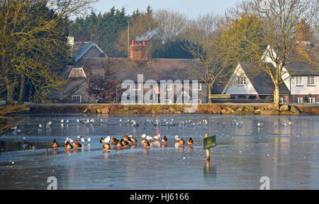 Brighton Sussex, UK. 22nd Jan, 2017. Ducks go for a walk on the ice at Falmer pond near Brighton over in the mist just north of Brighton as the cold weather continues throughout southern Britain with temperatures forecast to drop to minus 5 centigrade in some areas Credit: Simon Dack/Alamy Live News Stock Photo