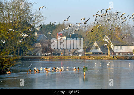 Brighton Sussex, UK. 22nd Jan, 2017. Ducks and seagulls by the frozen pond at Falmer near Brighton as the cold weather continues throughout southern Britain with temperatures forecast to drop to minus 5 centigrade in some areas Credit: Simon Dack/Alamy Live News Stock Photo