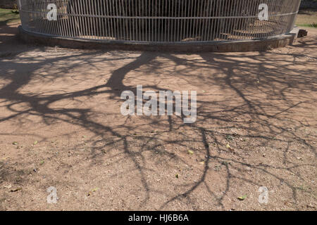 Shadow of 400 year old Baobab Tree with metal fence in India Stock Photo