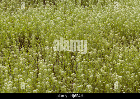 kinds of flowers in the meadow, note shallow depth of field Stock Photo