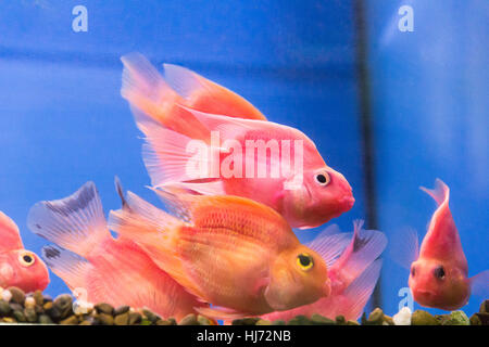 Photo of aquarium fish parrot cichlid in freshwater Stock Photo