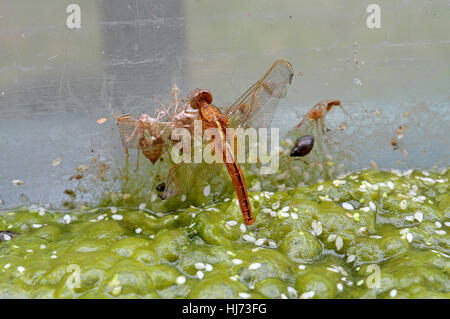 A Common Darter (Sympetrum striolatum) dragonfly emerging from its nymph stage, UK. Stock Photo