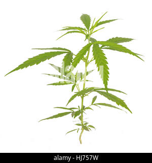 Bright green cannabis sativa leaf isolated on white background Stock Photo
