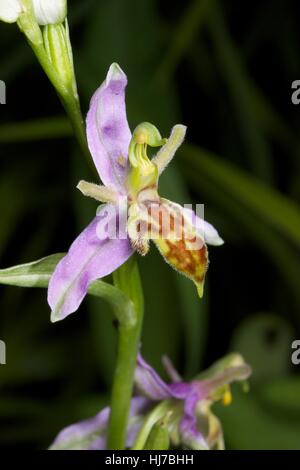 A Wasp Orchid flower (Ophrys apifera var. trollii) Stock Photo