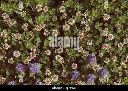 kinds of flowers in the meadow, note shallow depth of field Stock Photo