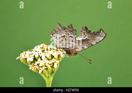 A Green Comma butterfly, Polygonia faunus, in the Cascade Mountains, central Oregon Stock Photo