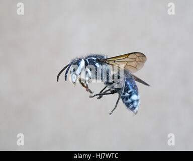 A bald-faced hornet, Vespula maculata, in flight Stock Photo