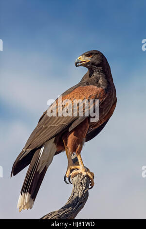 Perched Lookout - Harris' Hawk, Parabuteo unicinctus Also: Bay-Winged Hawk or Dusky Hawk Stock Photo