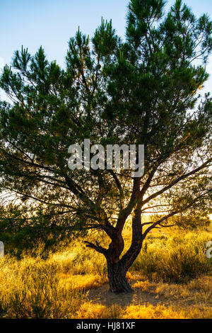 sunset, bush, arizona, abstract, western, alone, lonely, pictogram, symbol, Stock Photo