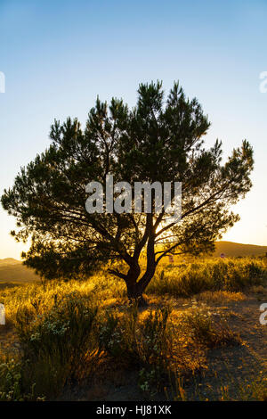 sunset, bush, arizona, abstract, western, alone, lonely, pictogram, symbol, Stock Photo