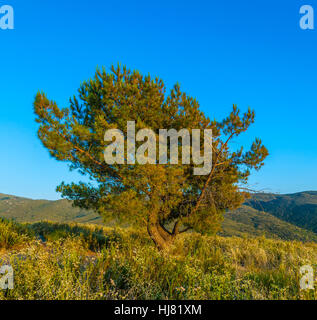 sunset, bush, arizona, abstract, western, alone, lonely, pictogram, symbol, Stock Photo