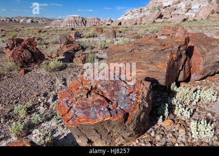 Petrified Tree Sections - Petrified Forest National Park, AZ Stock Photo