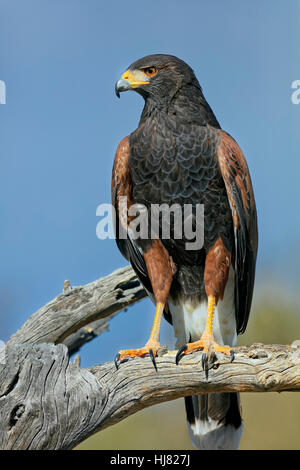 The Harris's Hawk, Parabuteo unicinctus, is formerly known as the bay-winged hawk or dusky hawk seen in the Sonoran Desert. Stock Photo
