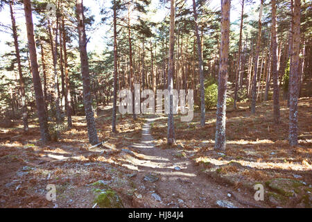 Small path crossing a pine tree forest. Stock Photo