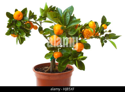 small citrus tree in the pot  isolated on white Stock Photo