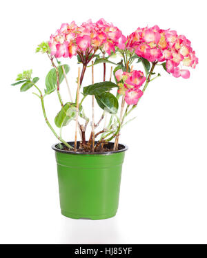 Blossoming plant of hydrangea in green flowerpot isolated on white Stock Photo