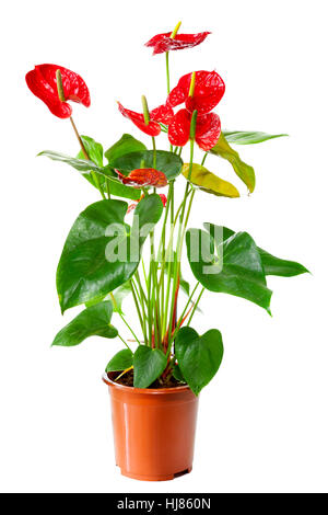 Blossoming plant of Anthurium/Flamingo flower in flowerpot isolated on white Stock Photo