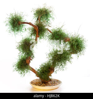 Chinese green bonsai tree Isolated on white background Stock Photo