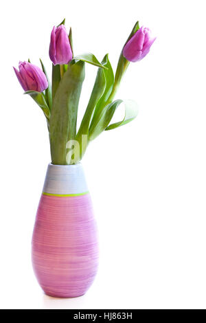 A bouquet of three tulips in a vase isolated over white background Stock Photo