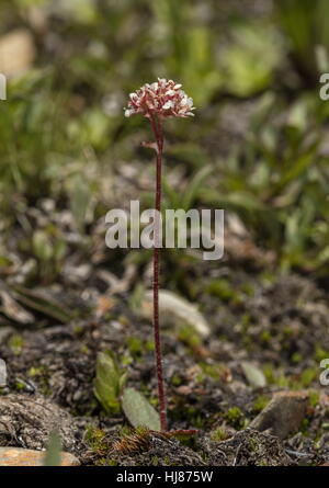 Sierra saxifrage, Micranthes aprica, in flower in high altitude snow-melt area, Sierra Nevada. Stock Photo
