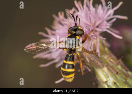 Thick-headed fly (Conops quadrifasciatus) on creeping thistle, Baden-Württemberg, Germany Stock Photo