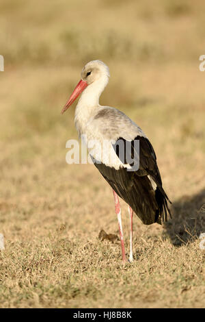 White Stork (Ciconia ciconia) in the savannah, Serengeti National Park, Tanzania Stock Photo