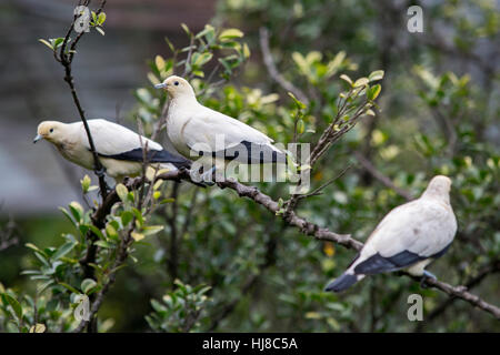 Pied Imperial Pigeon - Ducula bicolor - adults on tree branches Stock Photo