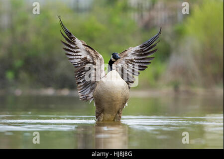 A Canada Goose flaps its wings while sitting on a pond in soft overcast light.