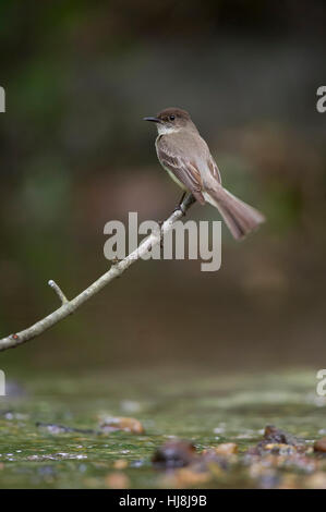 An Eastern Phoebe perches on a branch over a small stream in soft overcast light. Stock Photo