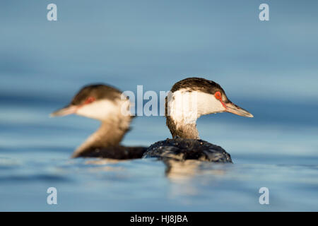 A pair of Horned Grebes swim in the bright blue water on a sunny day. Stock Photo