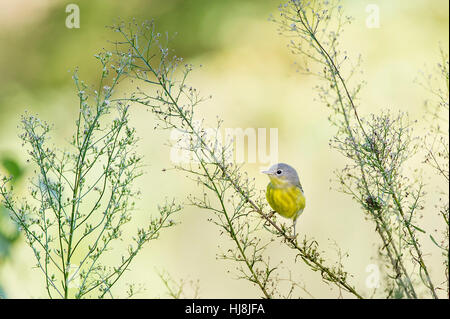A female Magnolia Warbler perches on a plant in front of a bright sunny background. Stock Photo