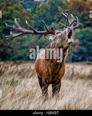 Portrait of a stag, Richmond Park, London, England, United Kingdom Stock Photo