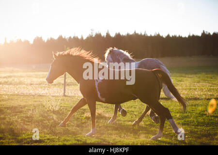 Two horses running in a field, British Columbia, Canada Stock Photo