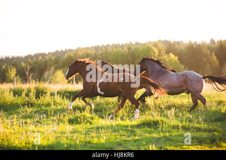 Three horses running in a field, British Columbia, Canada Stock Photo