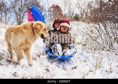 Three children sledding down hill in the snow with their golden retriever dog Stock Photo