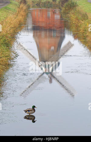 Reflection of a windmill in a canal with a duck, Waringsfehn, Lower Saxony, Germany Stock Photo