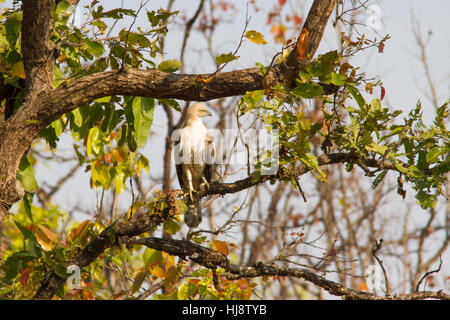 Changeable Hawk-eagle or Crested Hawk-eagle (Nisaetus cirrhatus) perched high in a tree Stock Photo