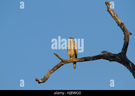 White-eyed Buzzard (Butastur teesa) perched at the top of a dead tree. Stock Photo