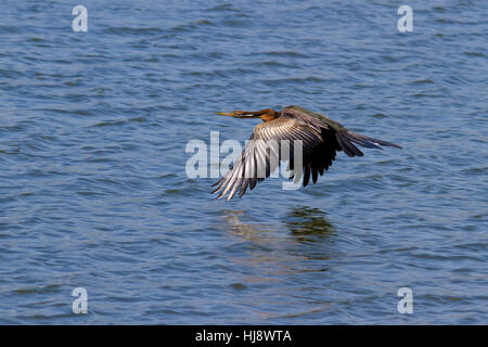 African Darter (Anhinga rufa), sometimes called the Snakebird Stock Photo