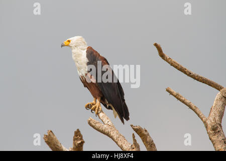 African Fish Eagle (Haliaeetus vocifer) or African Sea Eagle Stock Photo