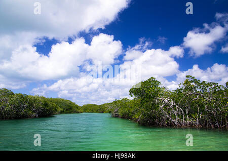 blue, salt, leaf, travel, tree, tourism, swamp, shine, shines, bright, lucent, Stock Photo