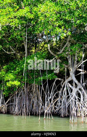 blue, salt, leaf, travel, tree, tourism, swamp, shine, shines, bright, lucent, Stock Photo