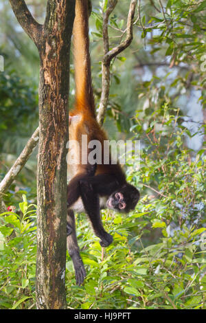 Geoffroy's spider monkey may use its own tail to hand up on a tree,  Belize, Central America Stock Photo