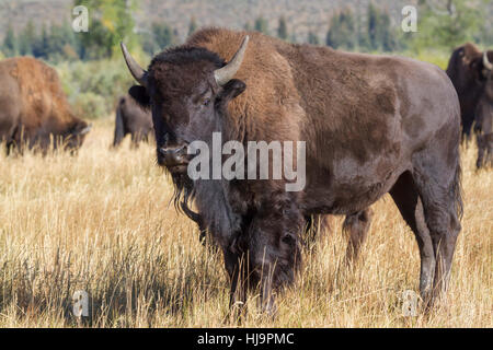 American bison at Grand Teton national park Stock Photo